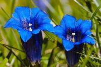 GENTIAN